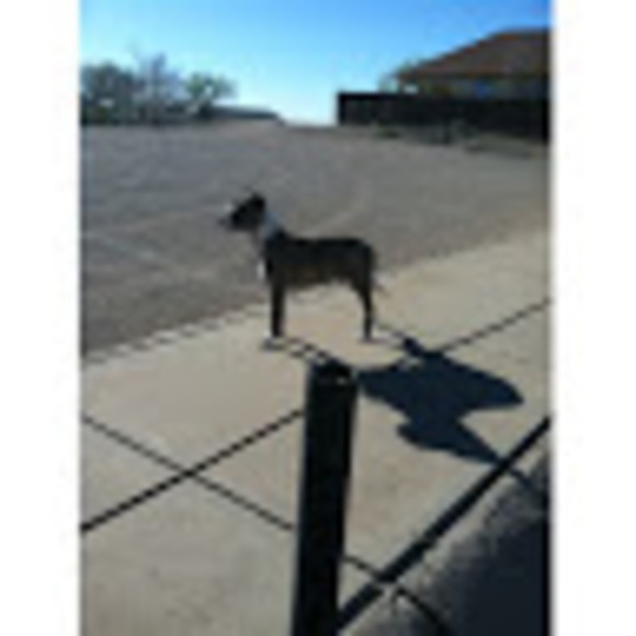 Meet your Posher, Cody - Picture 1 of 1